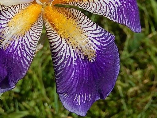 Iris de jardin novelty flatty Rhythm