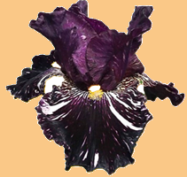 IRIS DE JARDIN ACCUEIL