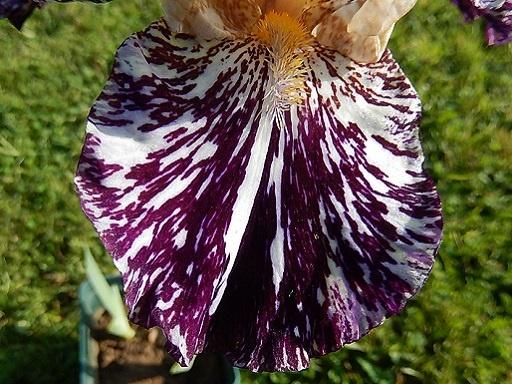Iris de jardin novelty broken color Gnus flash