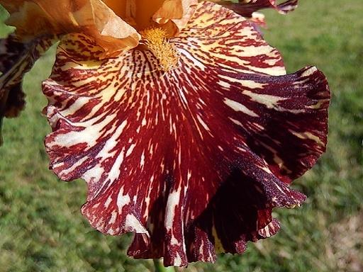 Iris de jardin novelty broken color Spice tiger 