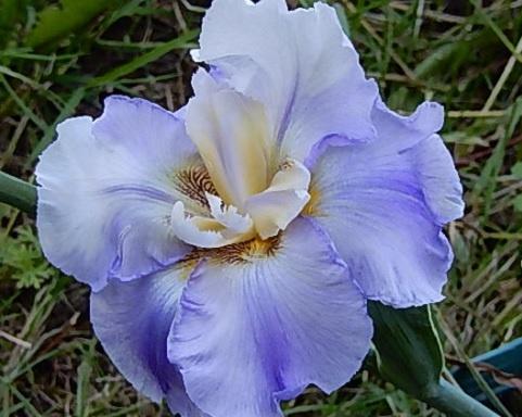 Iris de jardin novelty flatty Topless dancer