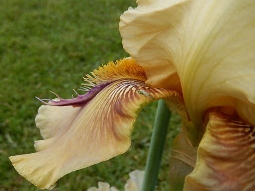 Iris de jardin novelty space age Thornbird