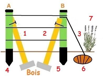 FRAMBOISiERS PALISSAGE BOIS