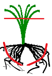 Hemerocalle PLANTATION Parage du feuillage et des racines