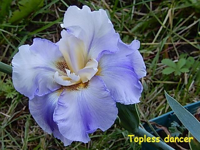 Grand iris de jardin novelty flatty Topless dancer