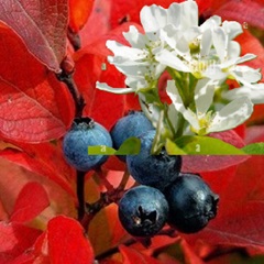 amelanchier