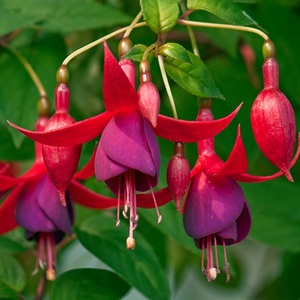 are-fuchsia-flowers-edible-cover