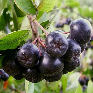 aronia_44o_1553835930_1755199331