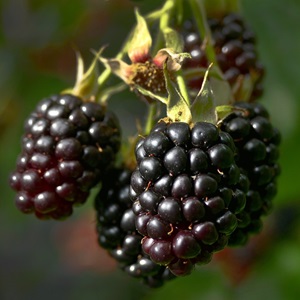 blackberry-2558110_640