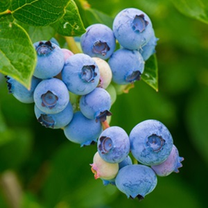 blueberries-3548239_1280_1988061858