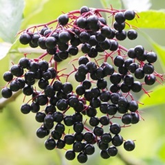 elderberry-