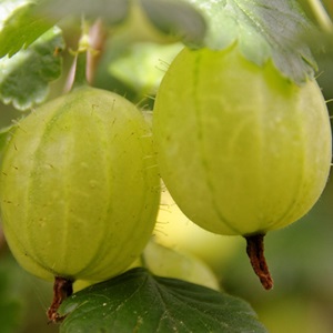 gooseberries-827046_1280_1043805547