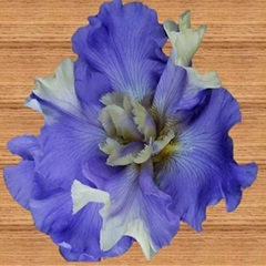 grands_iris_de_jardin_1682150217