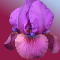 iris_arilbreds