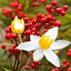 nandina