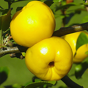 quince_japanese_-_chaenomeles_speciosa_fruit_pd