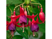 are-fuchsia-flowers-edible-cover