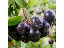 aronia_707585760