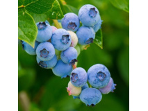 blueberries-3548239_1280_1988061858