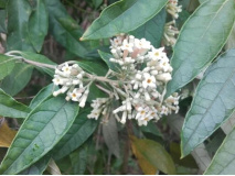 buddleia_auriculata