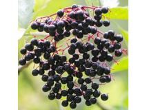 elderberry-