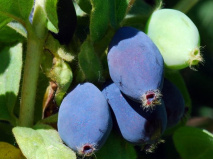 fruits-of-lonicera-caerulea-subsp-kamtschatica-kamchatka-tolbachik-3