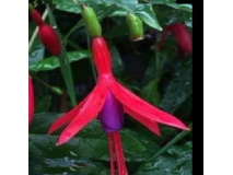 fuschias