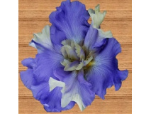 grands_iris_de_jardin_1682150217