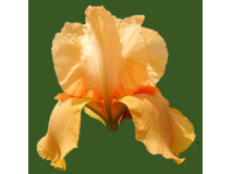 grands_iris_fin_de_production_1317732890