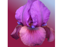 iris_arilbreds