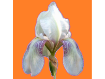 iris_de_jardin_intermdiaires