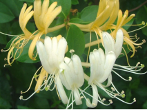 lonicera_japonica_1053872384