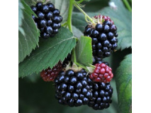 rubus-fruticosus