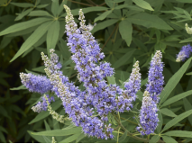 vitex_agnus_castus_2014395721