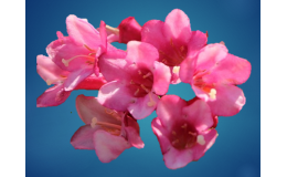 picobella_rosa