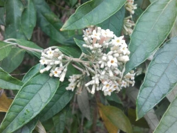 buddleia_auriculata