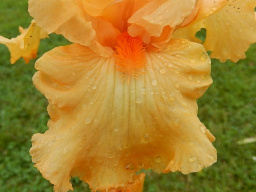 fringed_benefits_3