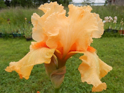 fringed_benefits_4