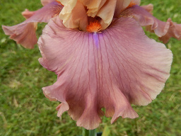 glamazon_62_477801180
