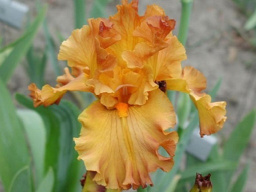 golden_panther1_221445539