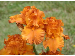 golden_panther_e_461733345