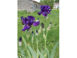 lilac_time_4