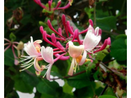 lonicera-caprifolium-3main_1291492494