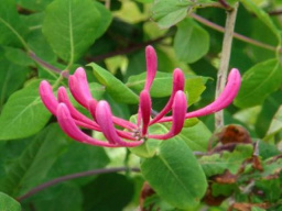 lonicera-caprifolium-4main