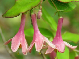 lonicera-gracilipes-chevrefeuille-arbustif-gracieux