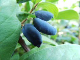 lonicera_caerulea_kamtschatica_atut-frucht2