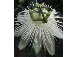 passiflora