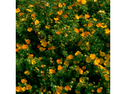 potentilla-fruticosa-tangerine_600x600