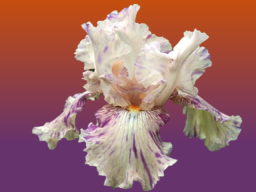 raspberry_silk_352104231
