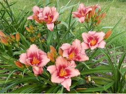 strawberry_candy_3
